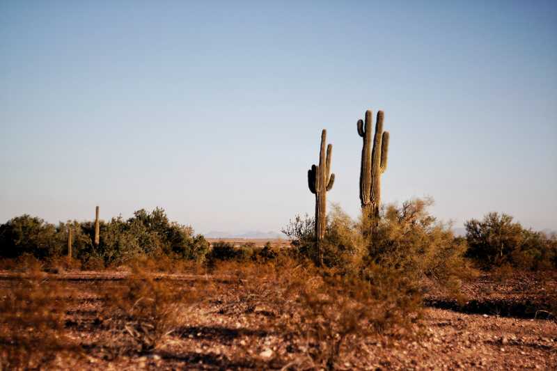 arid-arizona-cacti-764998.jpg
