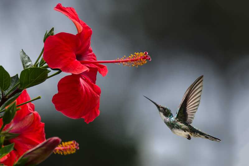 Flower and bird